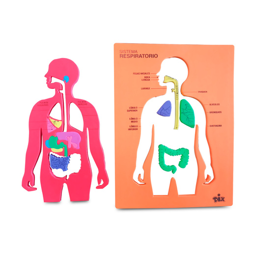 Foamy Didáctico Dix Aparato Respiratorio y Digestivo